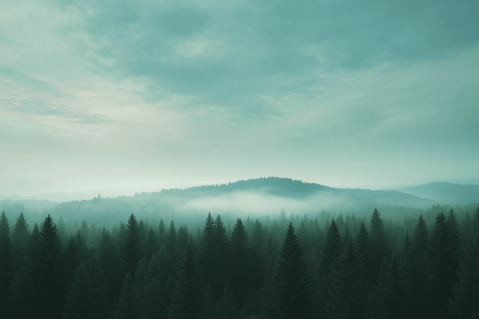 Forest canopy background